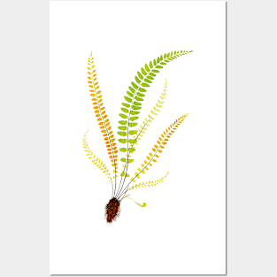 Feather fern botanical illustration Posters and Art